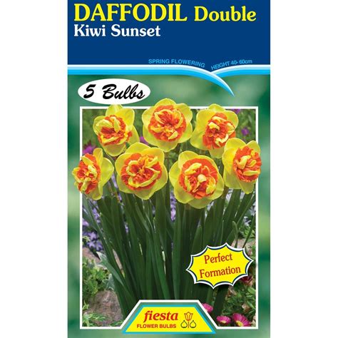 Buy Kiwi Sunset Daffodil 